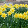 Carlton, Daffodil - 10 Bulbs thumbnail number null